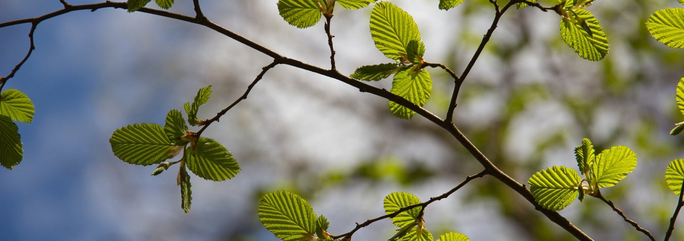 birch tree